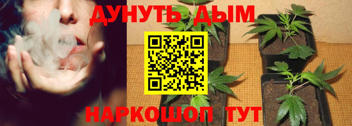 Бошки марихуана OG Kush  Шишки марихуана сатива  Вход с VPN  Конопля Bruce Banner  Электрогорск 